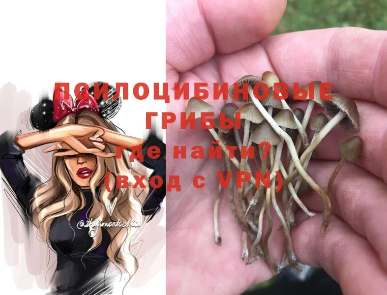 Псилоцибиновые грибы MAGIC MUSHROOMS  Мосальск 